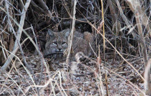 BobCat-Small