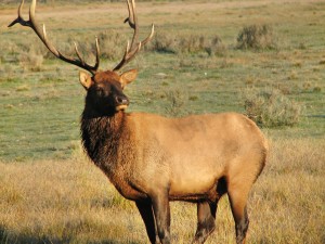 elk-643159_1280 (1)