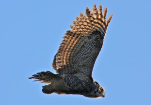 great-horned-owl-1034192_1280